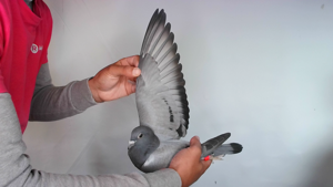 Pigeon image