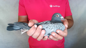 Pigeon image
