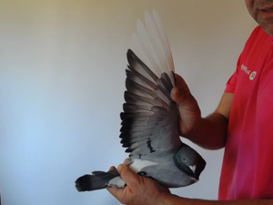 Pigeon image