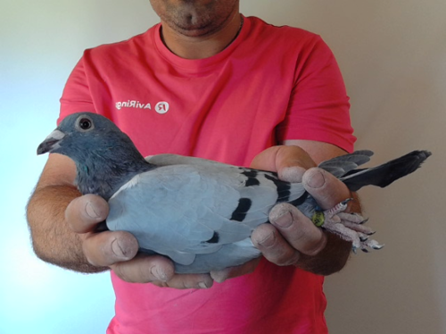 Pigeon image
