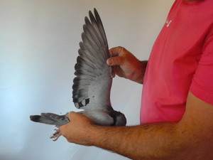 Pigeon image