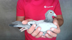 Pigeon image