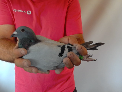 Pigeon image