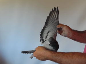 Pigeon image