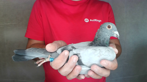 Pigeon image