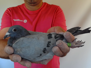 Pigeon image