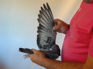 Pigeon image