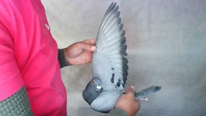Pigeon image