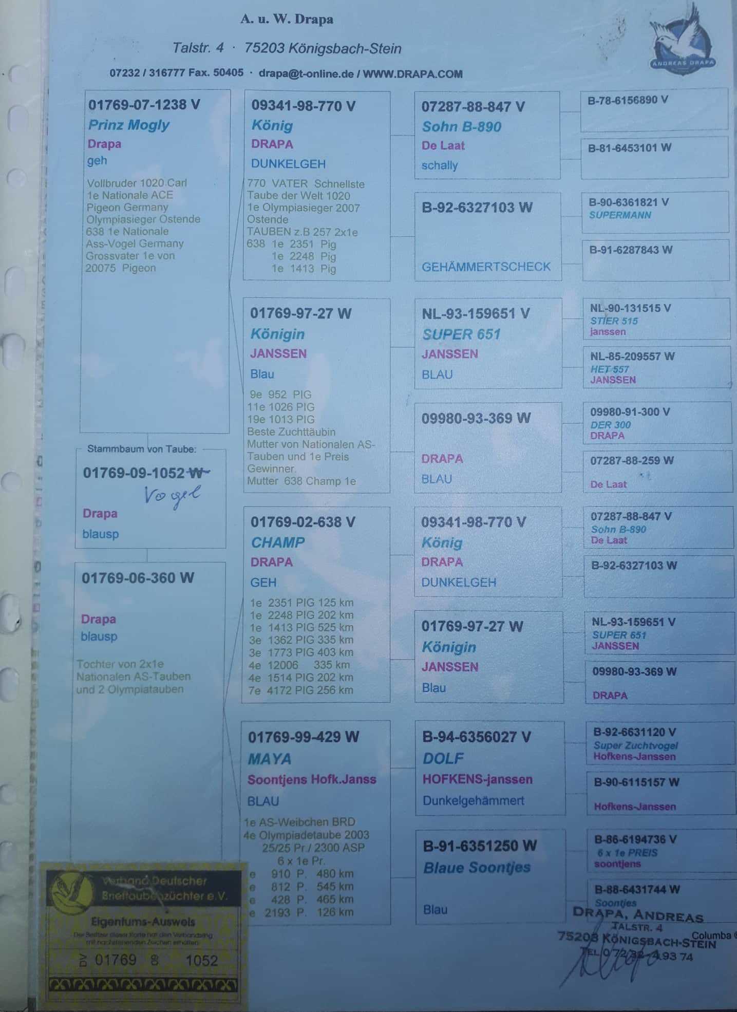 Pigeon pedigree image