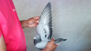 Pigeon image