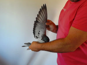 Pigeon image