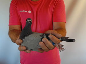 Pigeon image