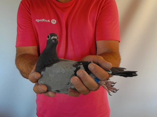 Pigeon image