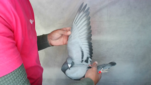 Pigeon image