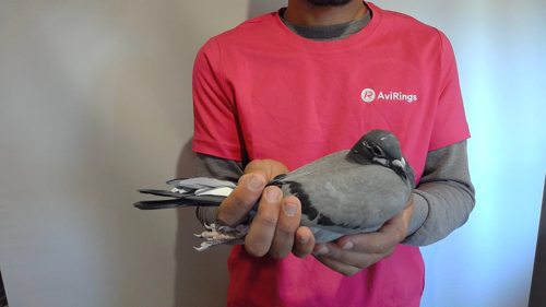 Pigeon image