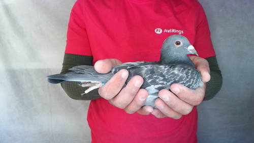 Pigeon image