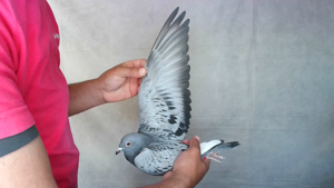 Pigeon image