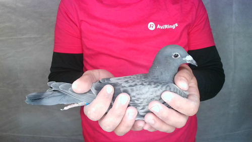 Pigeon image