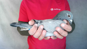 Pigeon image