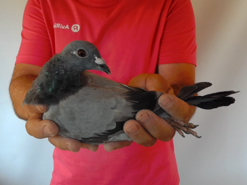 Pigeon image