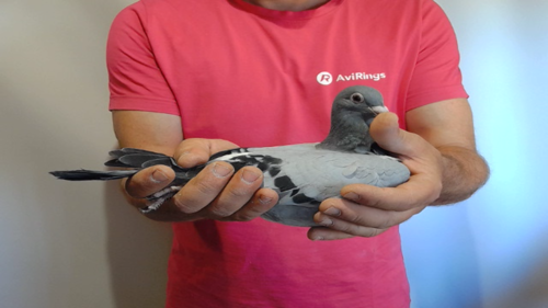 Pigeon image