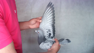 Pigeon image