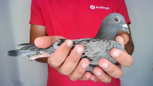 Pigeon image