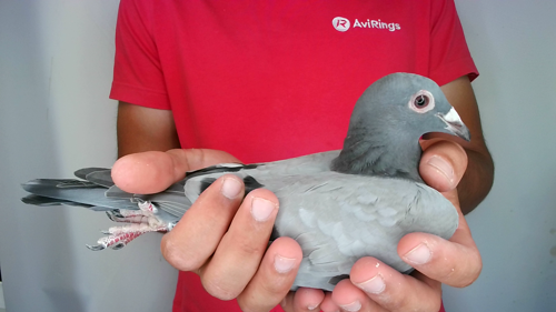 Pigeon image