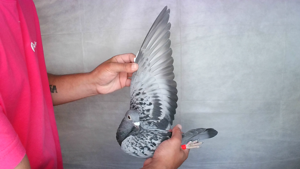 Pigeon image