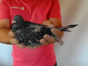 Pigeon image