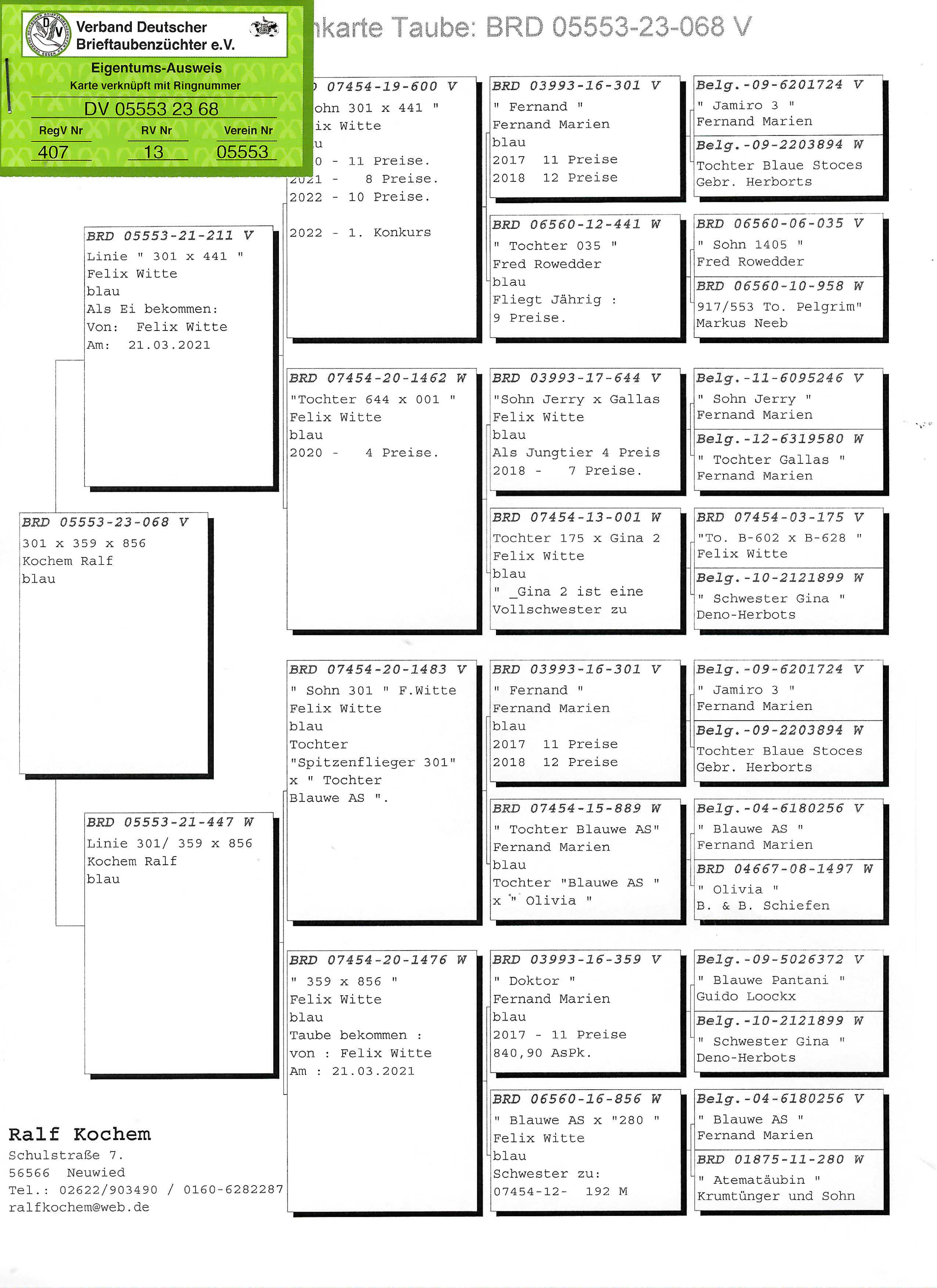 Pigeon pedigree image