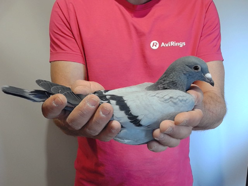 Pigeon image