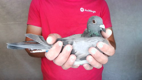 Pigeon image