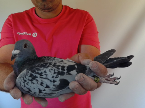 Pigeon image
