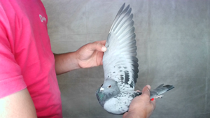Pigeon image