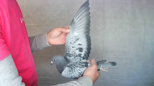 Pigeon image