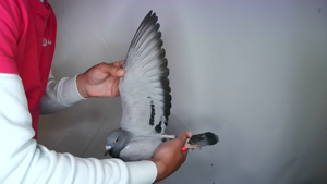 Pigeon image
