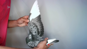 Pigeon image