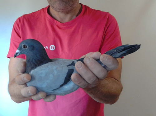Pigeon image
