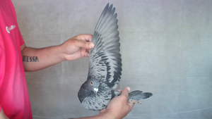 Pigeon image