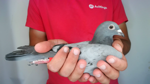 Pigeon image