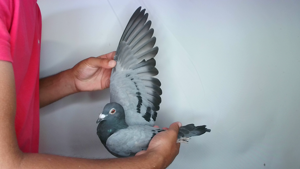 Pigeon image