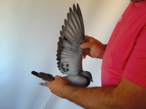 Pigeon image