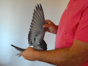 Pigeon image