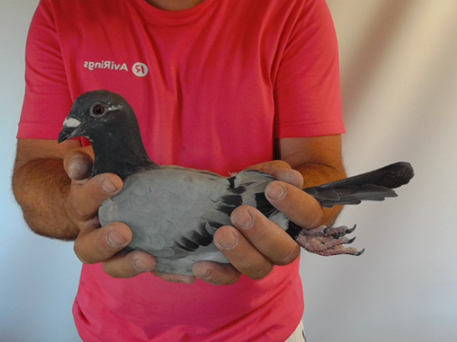 Pigeon image