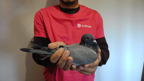 Pigeon image