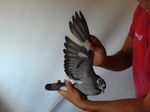 Pigeon image