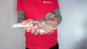 Pigeon image