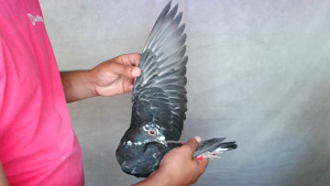 Pigeon image