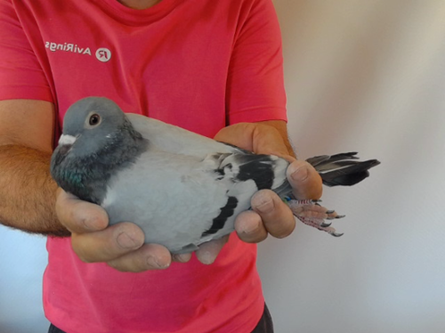 Pigeon image